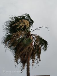 Low angle view of coconut palm tree against sky