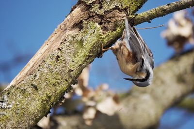 Low angle view of a bird