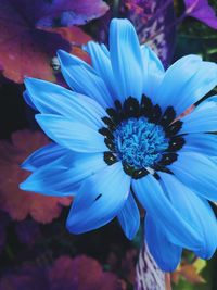 Close-up of purple flower blooming outdoors