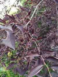 Plants growing on tree