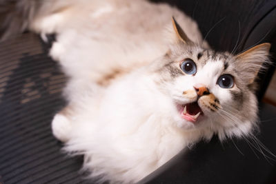 Close-up portrait of a cat