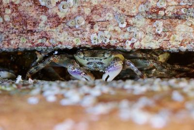 Close-up of snake