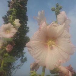 Close-up of pink flower blooming outdoors
