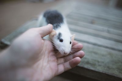Close-up of hand holding cat