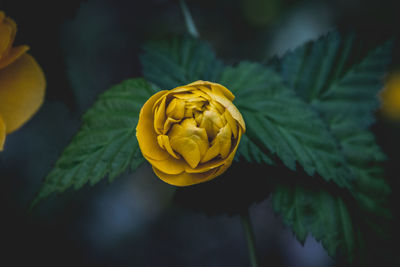 Close-up of yellow flower blooming in park