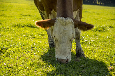 Cow in a field