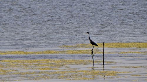 Bird on sea shore