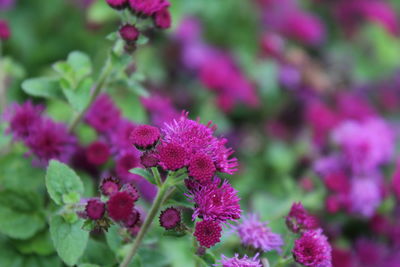 Close-up of pink flowering plant