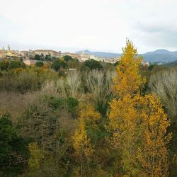 Scenic view of field against clear sky