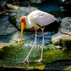 Close-up of bird in water