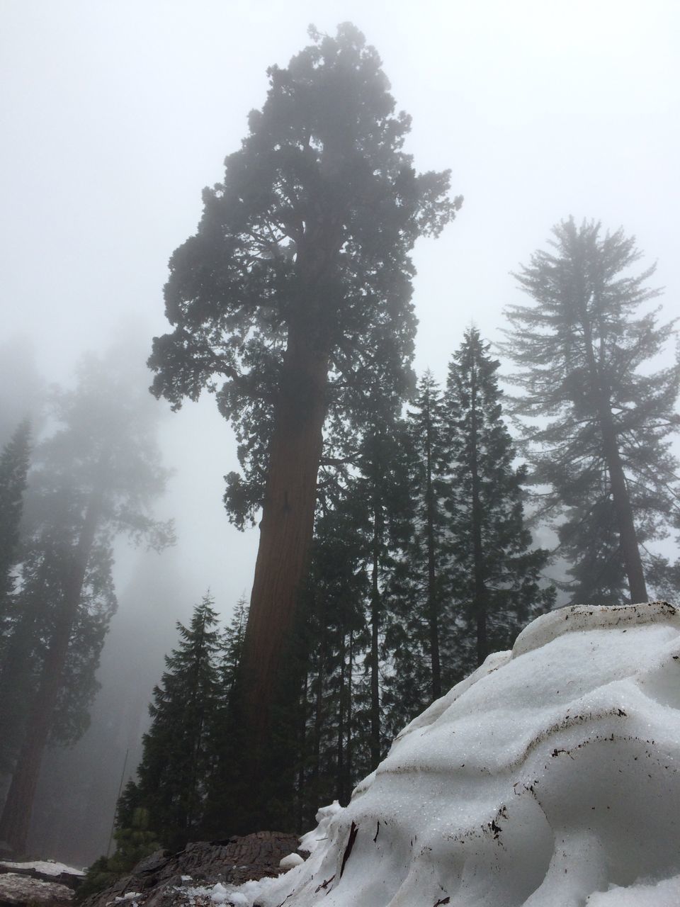 TREES ON SNOW AGAINST SKY