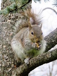 Close-up of squirrel on tree trunk