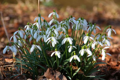 Close-up of flowers blooming outdoors