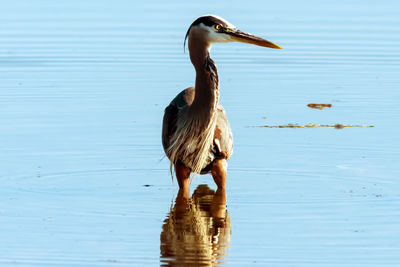 Close-up of bird in lake