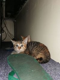 Portrait of cat resting on floor at home