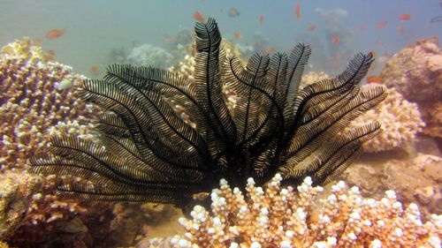 Close-up of feather starfish in sea