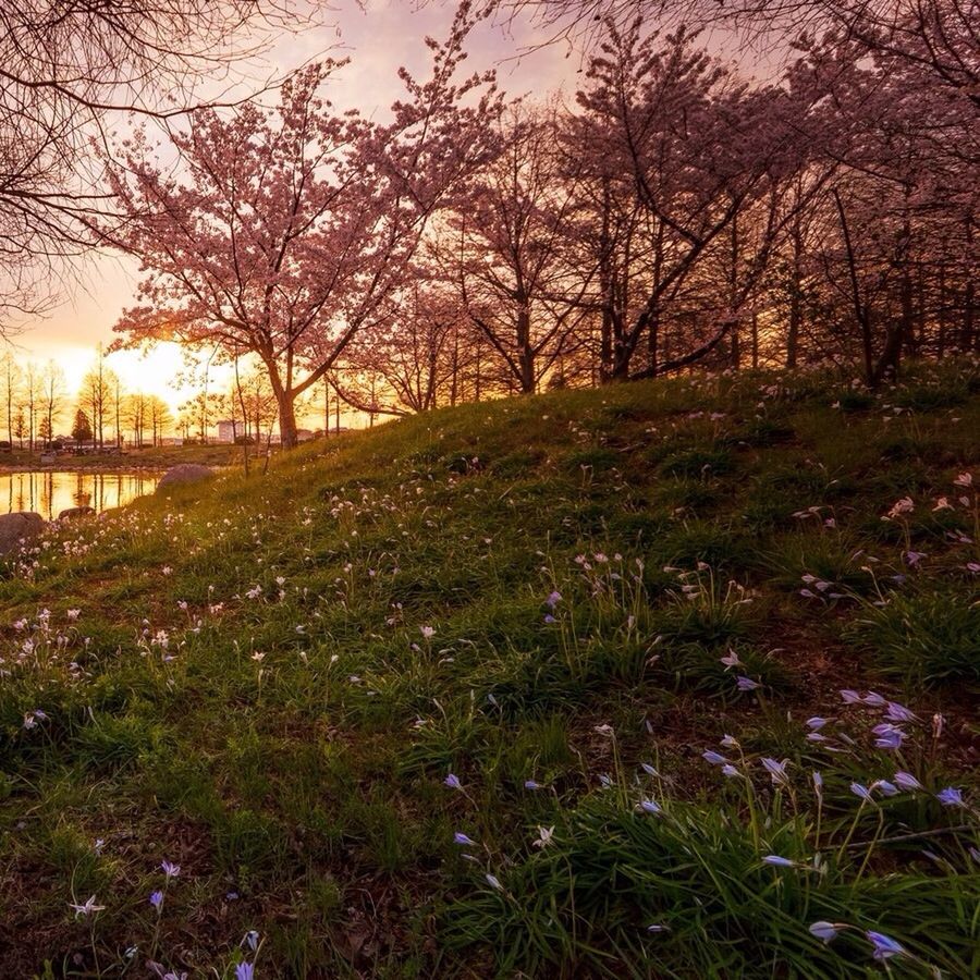 tree, tranquility, grass, tranquil scene, growth, sun, beauty in nature, sunlight, nature, scenics, branch, field, landscape, sunset, plant, sunbeam, grassy, idyllic, no people, lens flare