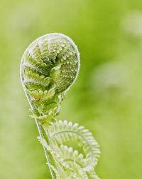 Close-up of fern