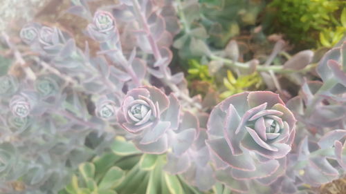 Close-up of flowers