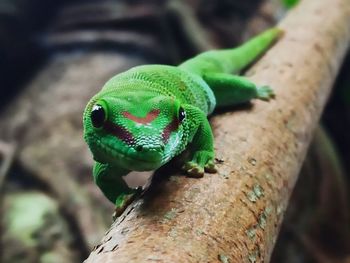 Close-up of lizard on tree