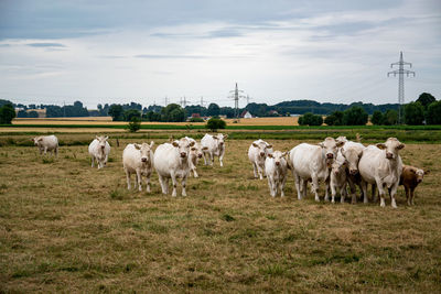 A herd of cows with calves eat in a pasture. the grass is already very dry. it has not rained for a