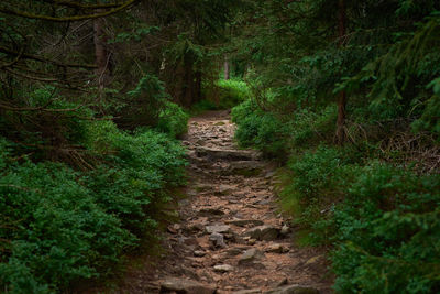 Footpath amidst trees in forest