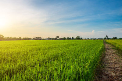 Scenic view of agricultural field against sky
