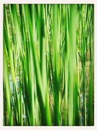 Close-up of grass growing on field