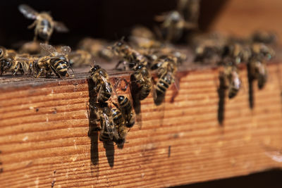 Close-up of bee on wood