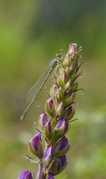 Close-up of insect on purple flower