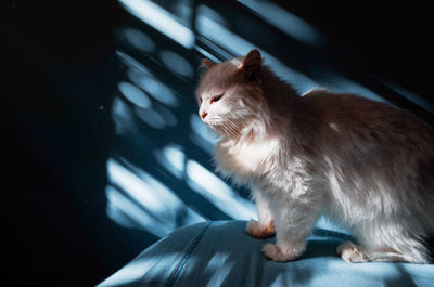 Close-up of a cat looking away