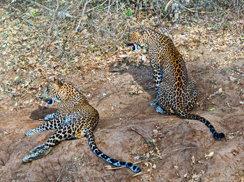 High angle view of leopards relaxing on rock formations