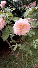 Close-up of pink flowers