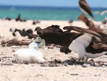 Close-up of sula feeding on beach