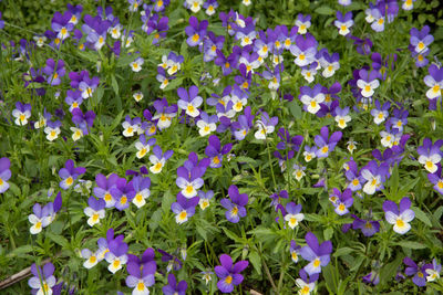 Close-up of purple flowers blooming outdoors