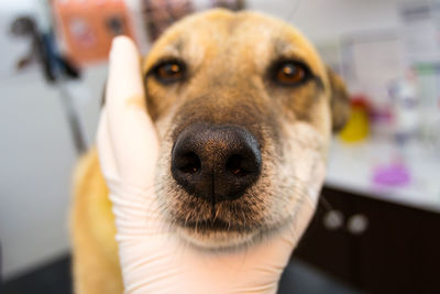 Close-up portrait of dog