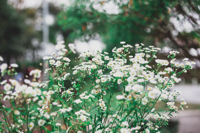 Close-up of white flowering plant