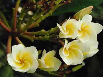 Close-up of frangipani blooming outdoors