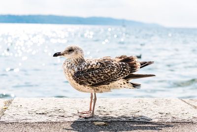 Bird perching on retaining wall by sea against sky