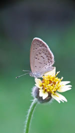 Close-up of butterfly pollinating on flower