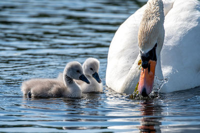 Swans swimming in lake