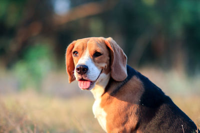 Close-up portrait of a dog looking away