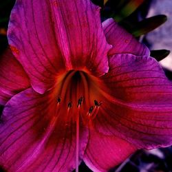 Close-up of purple flower