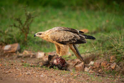 Tawny eagle stands on carrion on track