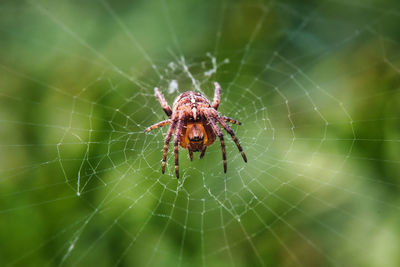 Close-up of spider on web