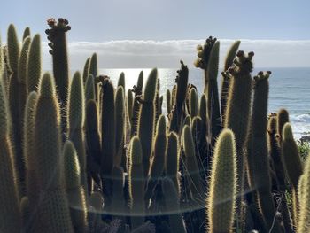 Close up of cactus against the sea and sky