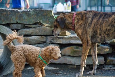 Dog standing outdoors