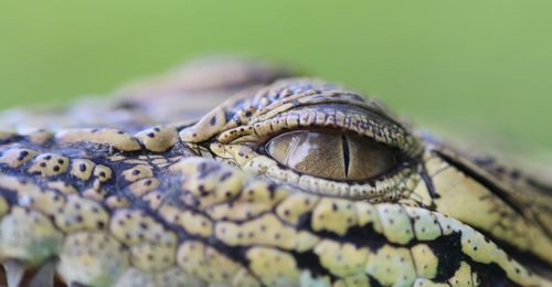 Close-up of crocodile eyes