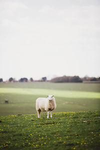 Sheep standing in a field