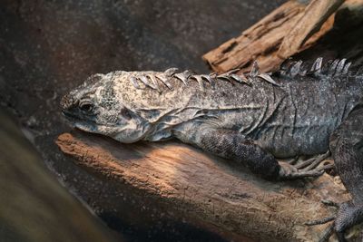 Close-up of iguana on wood